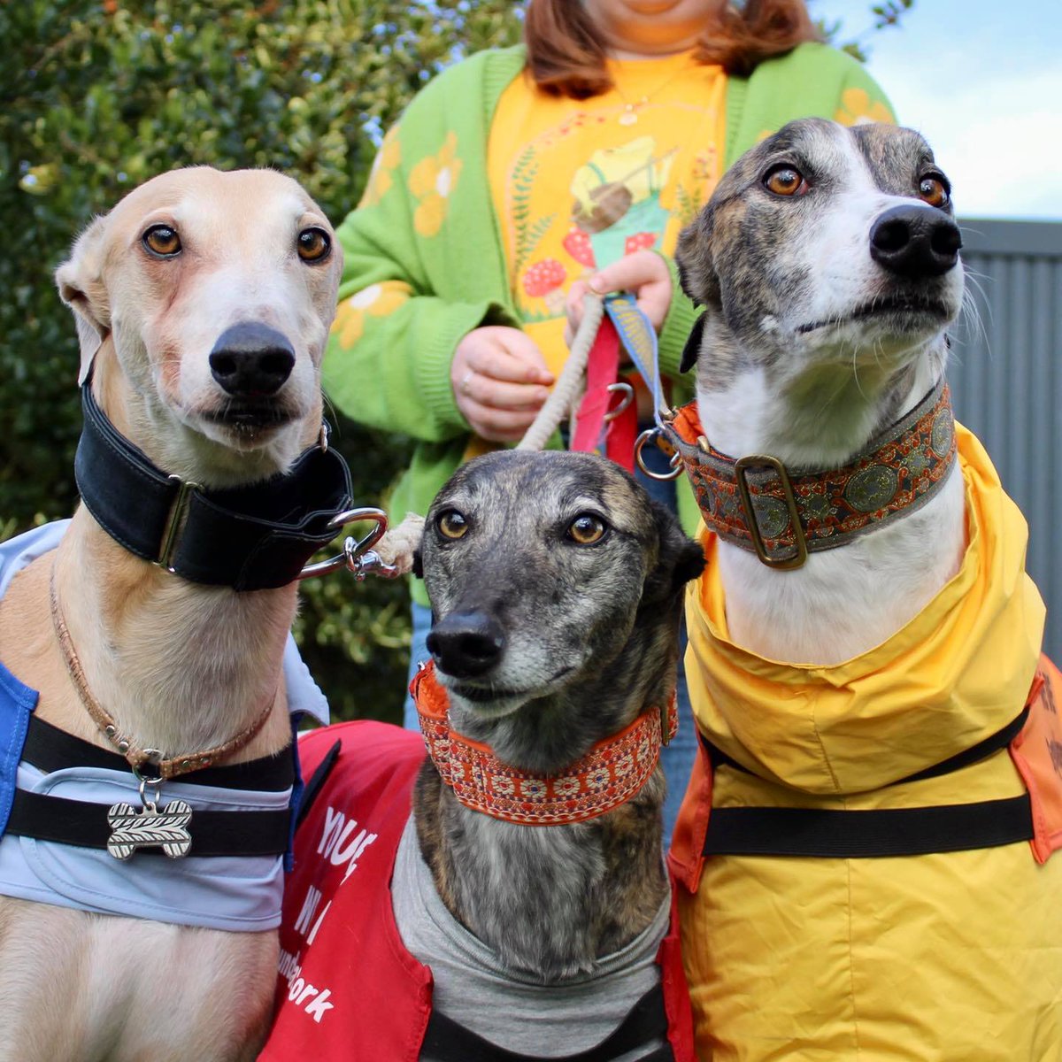 GreyhAwarenCork's tweet photo. A timeline cleanser.
A trio of rescued greyhounds.
Amazing pets, amazing supermodels, amazing ambassadors for their friends still being exploited in racing and coursing. https://t.co/mJaXQBd3Le