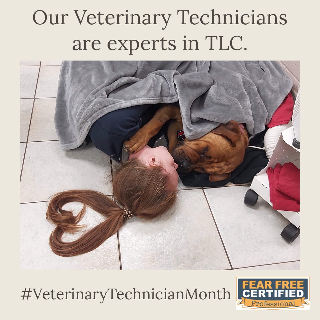 PrinceOfWalesAH's tweet photo. Our #VeterinaryTechnicians, like Shelby, deliver TLC to our patients every single day! #VeterinaryTechniciansMonth #thankavettech #fearfreecertifiedprofessional #vettechsrock #veterinarylife https://t.co/IpbCW0GD8n