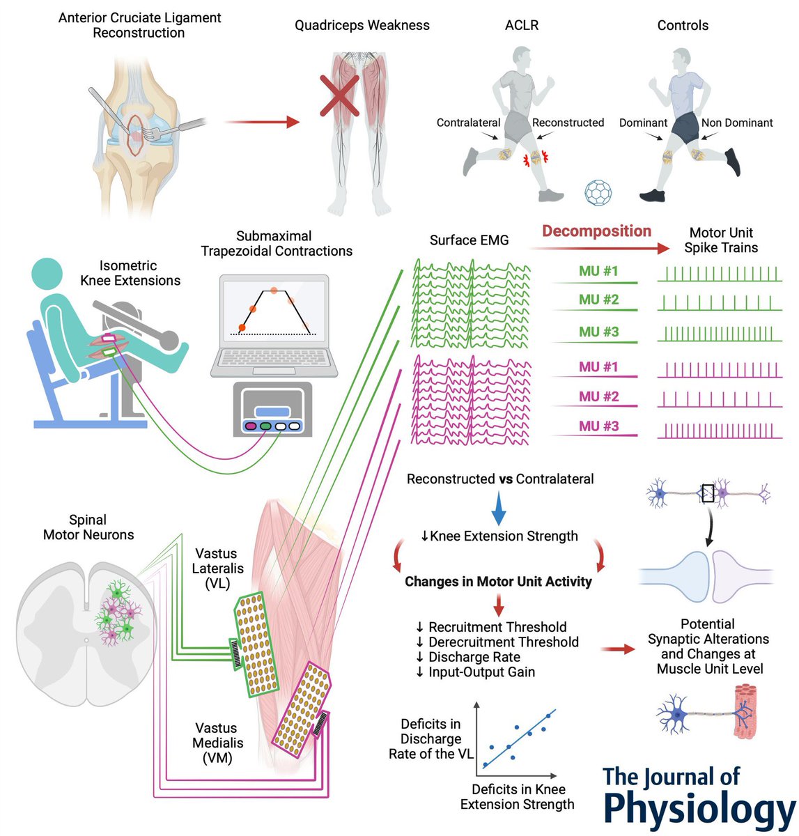 Our latest study is now available on <a href="/JPhysiol/">Journal of Physiology</a> ‼️    👉🏻 doi.org/10.1113/JP2820… 👈🏻Deficit in knee extension strength following anterior cruciate ligament reconstruction is explained by a reduced neural drive to the vasti muscles #ACLReconstruction #MotorUnit #Neuroscience #HDEMG