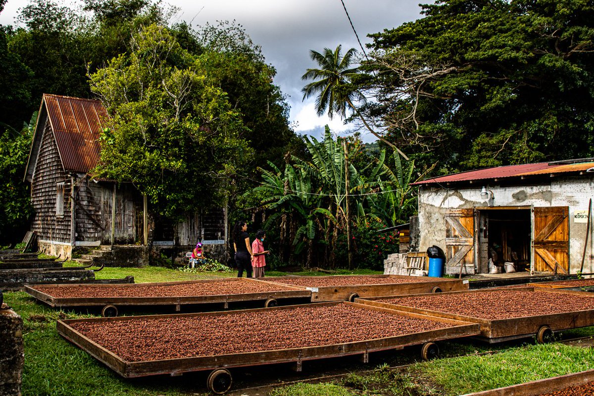 Have you listened to the latest #regenagripodcast? <a href="/bobbbieg11/">Bobbie Garbutt</a>  talks to <a href="/hcfarns/">Harry Farnsworth</a> about the benefits of certification to small holders, find out more here: bit.ly/3AnRPTz #regenerativefarming