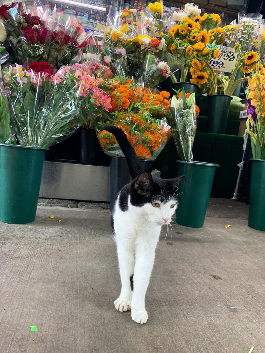 Bodega Cats tweet media
