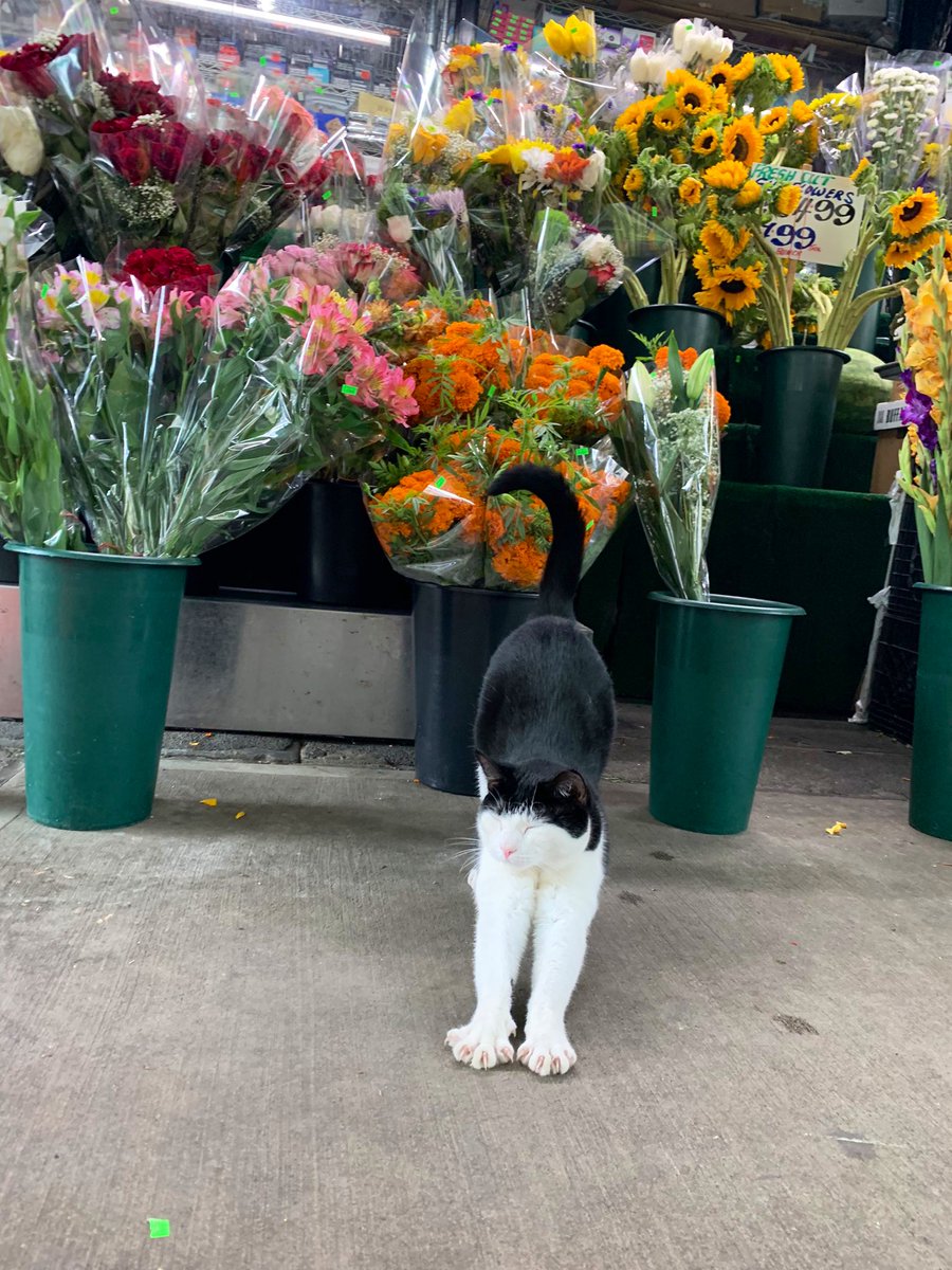 Bodega Cats tweet media