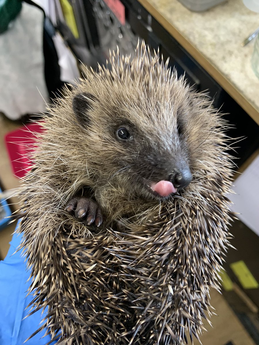 Prickles and Paws tweet media