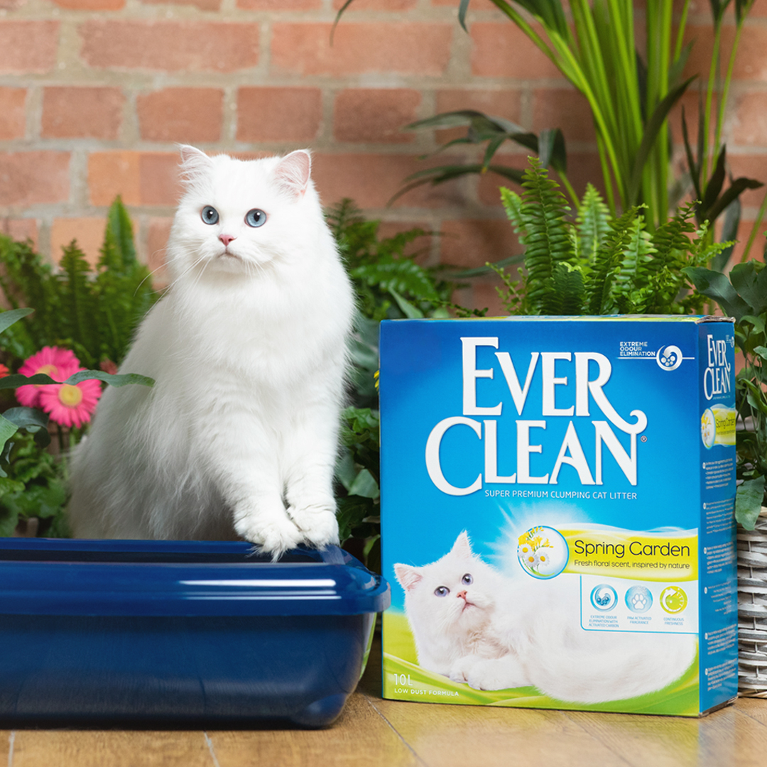 EverCleanTR's tweet image. Doğadan ilham alan Ever Clean Spring Garden kedi kumu, istenmeyen kokuları ortadan kaldırırken evinize taze, çiçeksi bir koku bırakmak için özel olarak tasarlanmıştır. 

Ever Clean kedi kumları hakkında bilgi almak için: everclean.com.tr/kumlarimiz

#EverCleanTR #kedikumu #kedibakımı