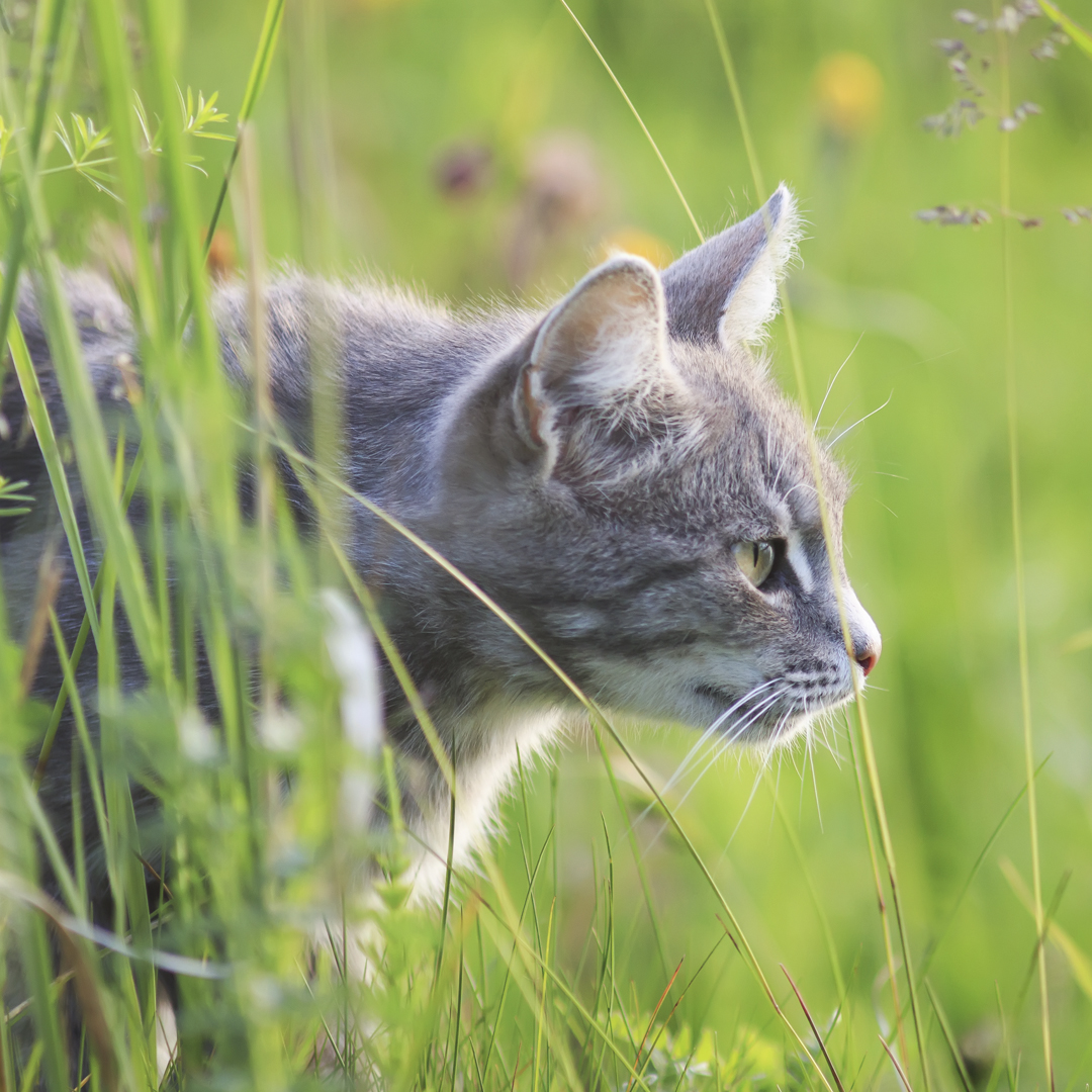 EverCleanTR's tweet image. Zıplama, sürünme, saklanma ya da aniden koşma…

Kediler av sanatında ustalaşmak için her şeyi yapar! Peki sizin kediniz siz bakmadığınız zamanlarda ne yapıyor? Bizimle paylaşın. 🐈

Kedi bakımı hakkında daha fazla bilgi almak istiyorsanız: everclean.com.tr/kedi-bakimi/

#EverCleanTR