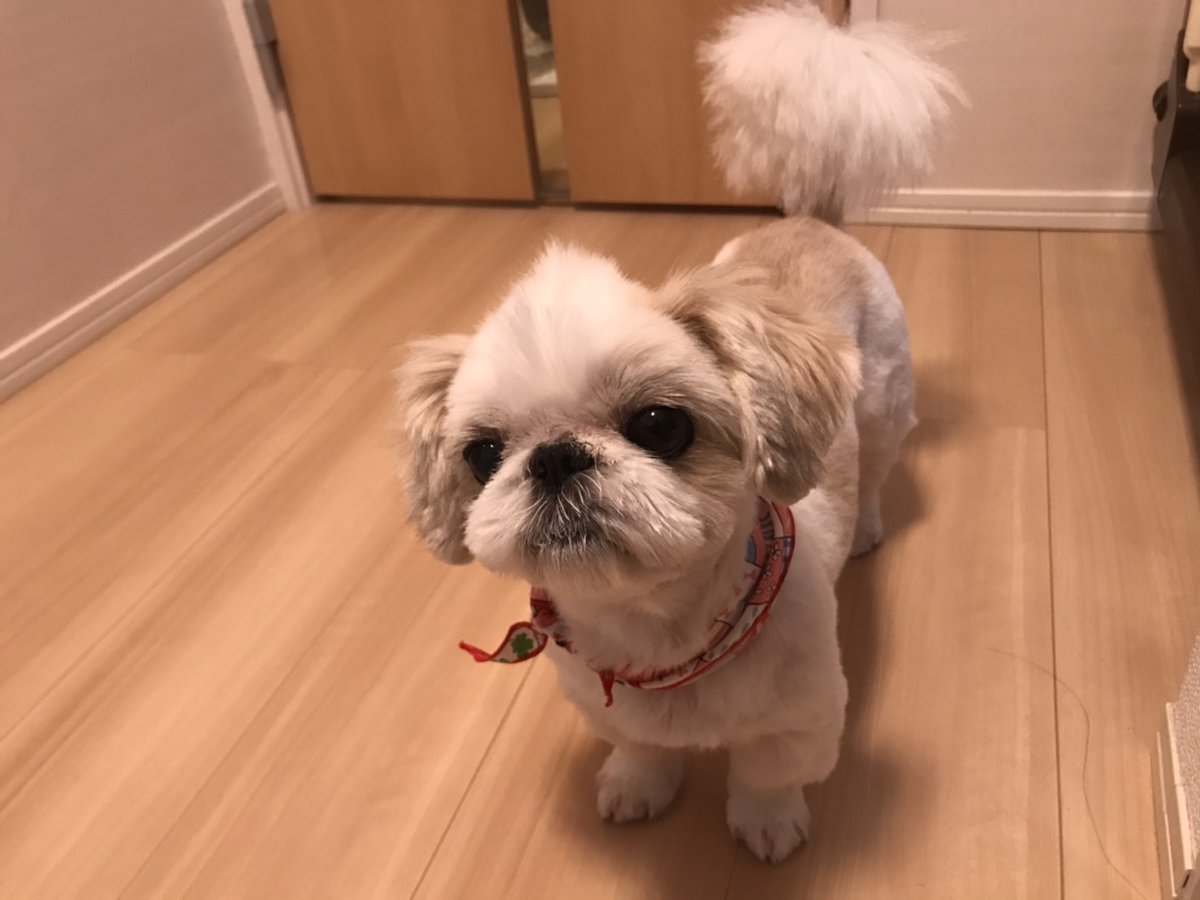 しーしーとらんらんのお家 on X