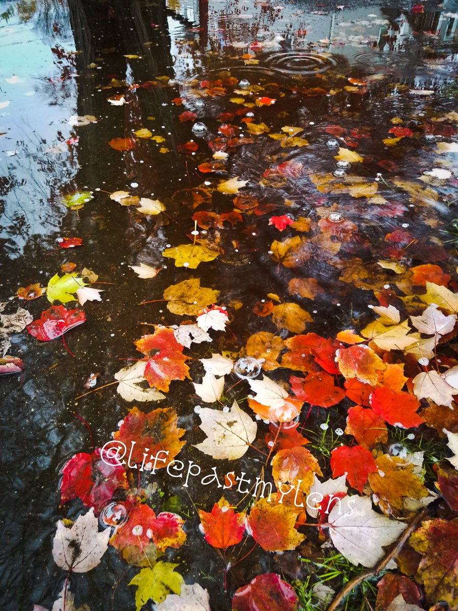 It's gloomy outside today. I'm getting ready for work and thought I'd post a pic I took a wee bit ago. Y'all have a great day!
#lifepastmylens #CarpeDiem