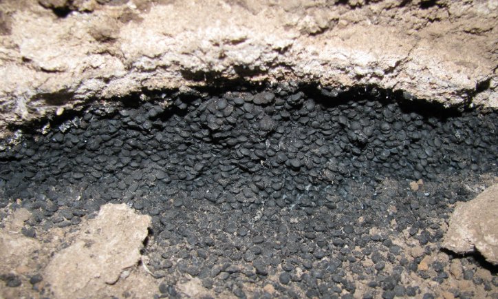 Geç Kalkolitik Döneme ait karbonlaşmış mercimek kalıntıları (Kuriki Höyük).

Silolardan birinde ele geçen, 100 kg’a yakın, karbonlaşmış mercimek, buğday ve arpa kalıntıları yerleşimin ve bölgenin besin ekonomisine ışık tutmaktadır.

arkeolojidukkani.com/urun/aktuel-ar…