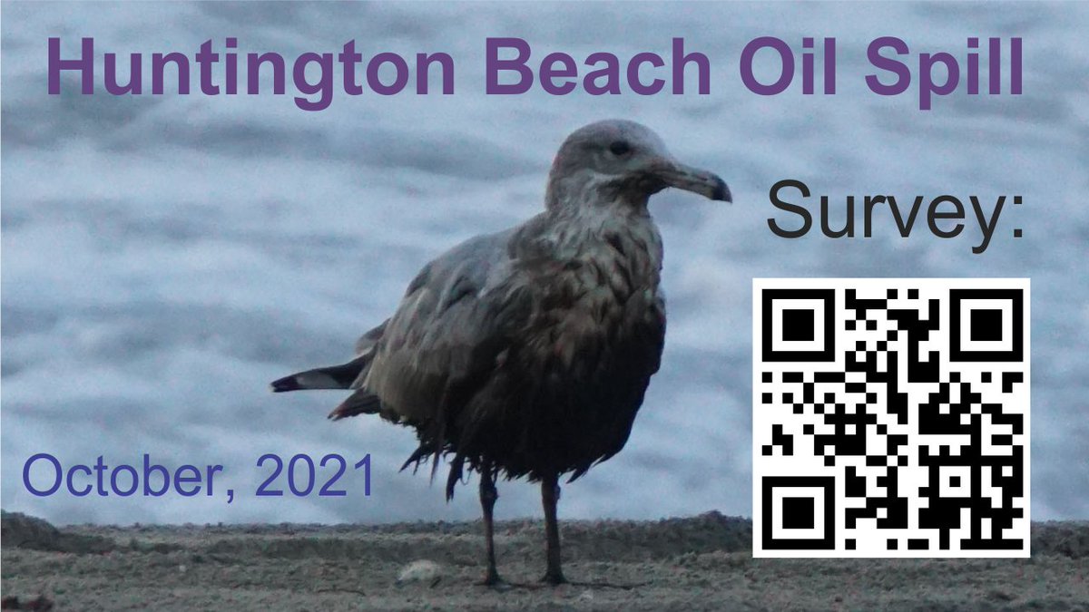 GeochemKons's tweet image. As you already know the southern California coastline is suffering an environmental disaster due to an #oilspill from a #pipeline

If you have been at any of the affected beaches or wetlands please help by answering and sharing this independent survey: survey.geo-success.com