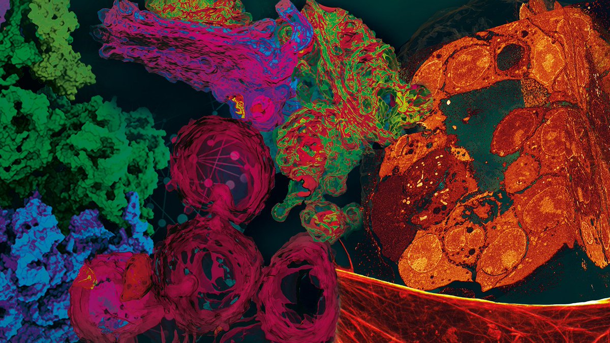 New imaging methods are revolutionising our ability to study biology, from macromolecular complexes to whole organisms.

The EMBO | EMBL Symposium 'Seeing is Believing: Imaging the Molecular Processes of Life' explores the latest developments: embl.org/about/info/cou…

#EESImaging