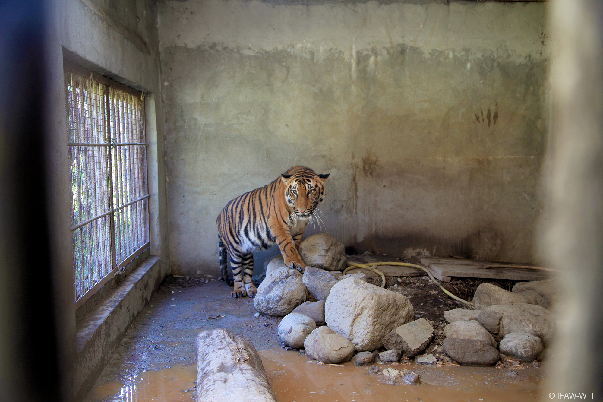 ifaw on Twitter: ifaw on Twitter: