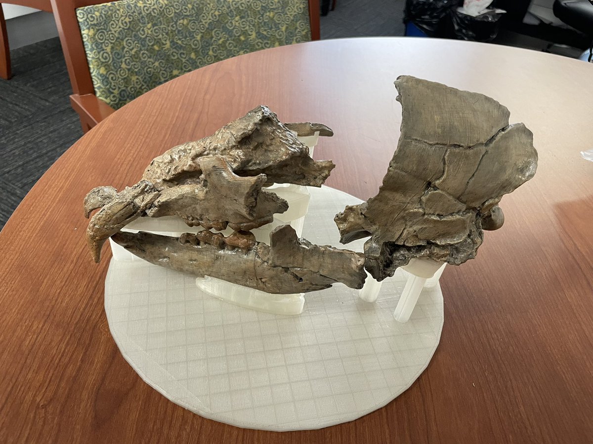 AltonDooley's tweet photo. In honor of #FatBearWeek & #FatBearTuesday, hereβs the most complete fossil Ice Age bear from #diamondvalleylake. This is a black bear, #3dprint of specimen in @WesternCenter collection. #VoteOtis! https://t.co/LPjVL2CwsH