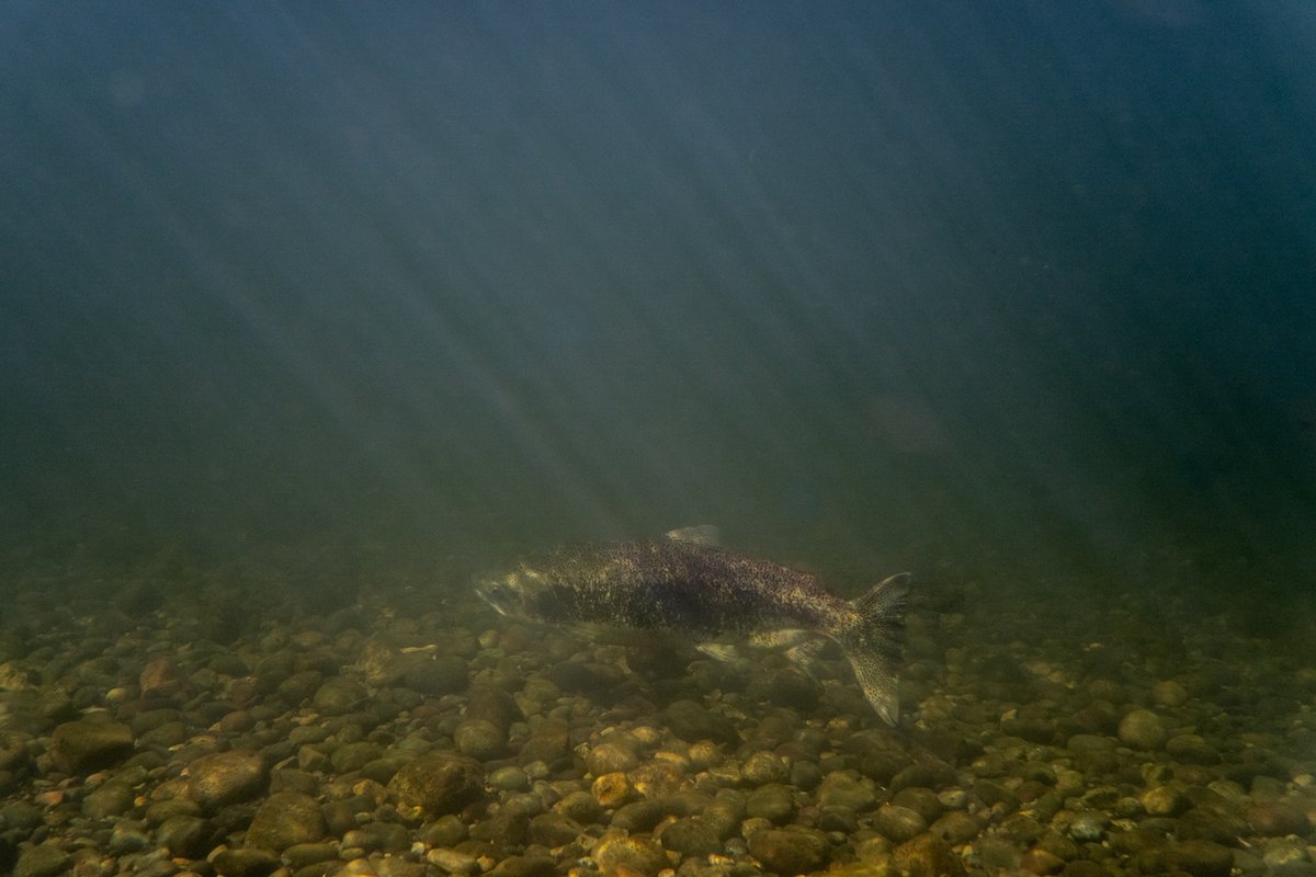 Some cool Chinook images: The massive size of the Chinook redds ( mind the gravel/sand details and you can see the female just in front of it! ) and then the same fish in an underwater image.

#Chinooksalmon #wildsalmon #NechakoRiver