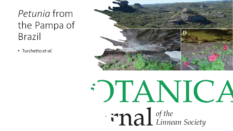 BotJLinnSoc's tweet image. So close, so far: spatial #geneticstructure and #matingsystem in #Petunia exserta, an #endemic from a peculiar landscape in the Pampa grasslands, #Brazil.
Turchetto et al.  #Solanaceae #PopulationGenetics doi.org/10.1093/botlin…