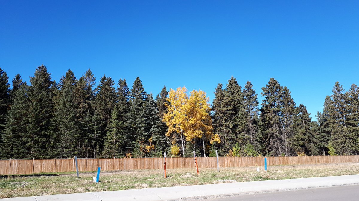 laebonhomes's tweet image. Good morning from #Timberstone 🏡 Talk about a primary suite with a view. New homes in Timberstone either back onto the trees or a large greenspace, home sites are still available – Find your perfect fit today!