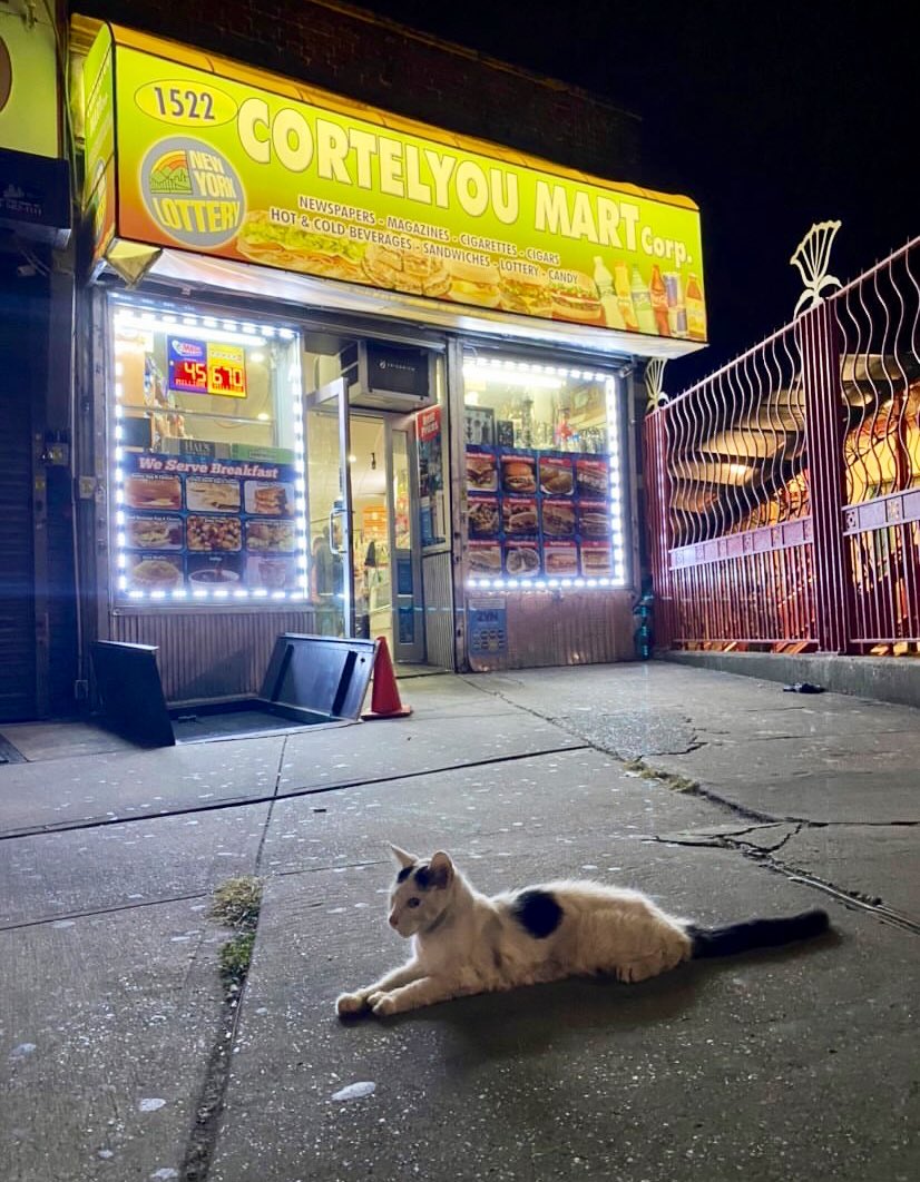 Bodega Cats tweet media