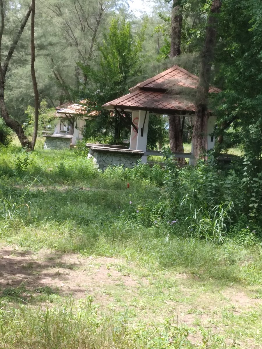 mamadafull's tweet photo. 🌳🌴🌲 https://t.co/xrbQi95lW3