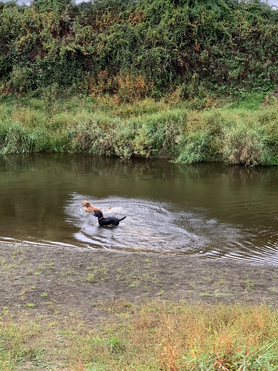 Nice to live close to a river that is easy to access. The spaniels love this splashy spot!