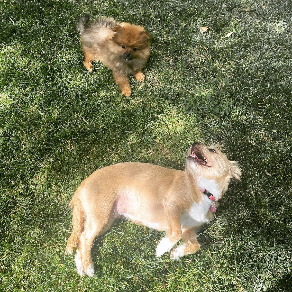 ChloeKoast's tweet photo. Misty has a new best friend! Everybody, meet Bear! 🐻🐾♥️🐕 #BestFriends #Dogs #Puppies #Doggos #TerrierMix #Pomeranian #PomPup https://t.co/BY71miuEOY