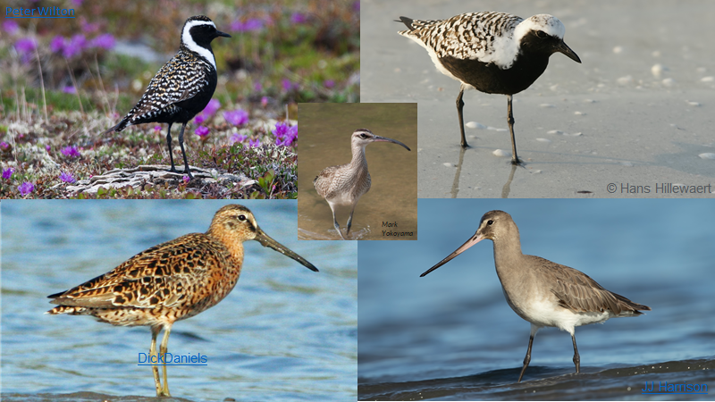 Congrats <a href="/LPOFrance/">LPO France</a> et al on good news for 5 American waders &amp; 3 other spp! French court just banned Martinique hunt of A. Golden Plover, Bb Plover, Sb Dowitcher, Whimbrel &amp; Huds Godwit! Hope soon add R Turnstone, L. Yellowlegs, Willet, Stilt &amp;  Pec. Sands
lpo.fr/actualites/sus…