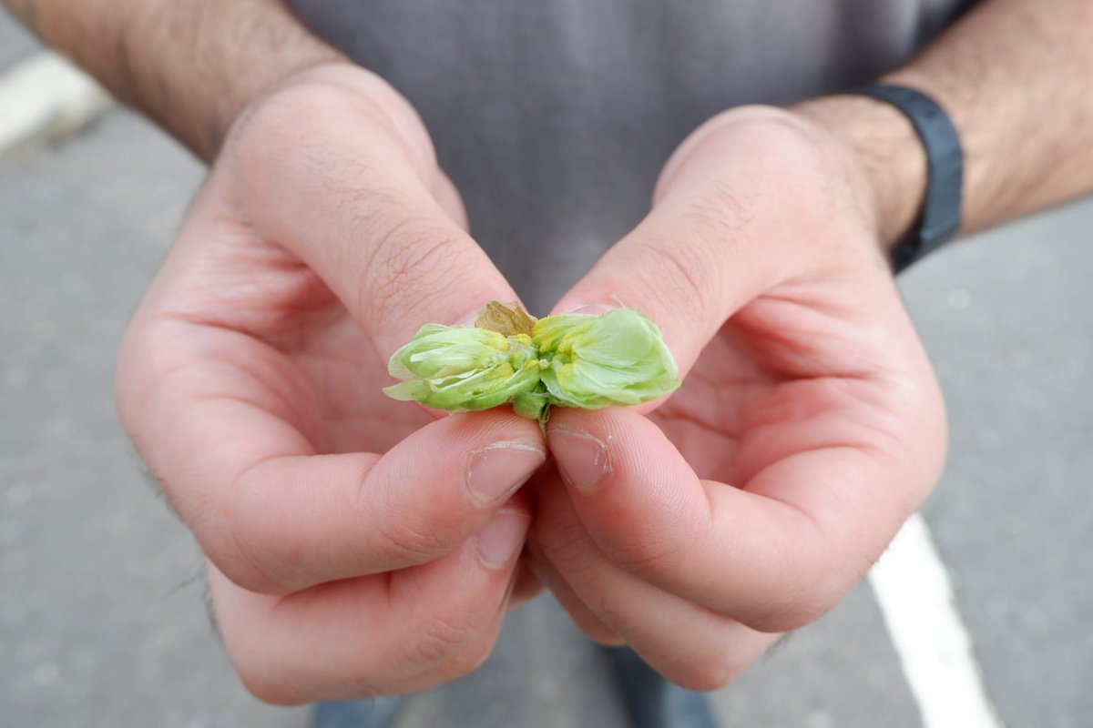 <a href="/WalthamstowBeer/">WalthamstowBeer</a> is available in cask &amp; Bag in Box on our website or direct!

Launched @roseandcrownpub, the Green Hopped Pale Ale was brewed using the hops grown by the local community. Over 140kg of hops were grown &amp; picked so a big thank you to all those who took part!
#LocAle