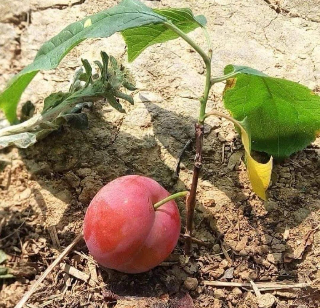 अल्लाह👆हर चीज़ पर कादिर है
वो नामुमकिन को भी मुमकिन
कर देता है  #बेशक
@ShamsTa43112167
