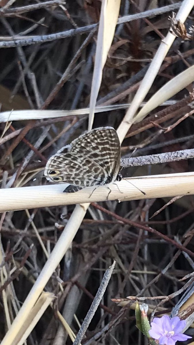 kbarnesuk's tweet photo. Just back from a holiday on the beautiful island of Sifnos, Greece. Did not have my camera but took these on my iPhone. Lang’s Short-tailed blue, I think, and a Plain Tiger. Also saw a few Cleopatras, no pics.  #butterflies @savebutterflies #sifnos #Greece https://t.co/h52F2ULYm4