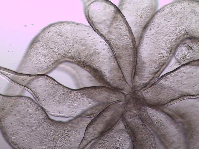 What is this? Sampled 5 October from Tvärminne, western Gulf of Finland, salinity 6, between 30m and surface using 200 um net. Size ~1 mm