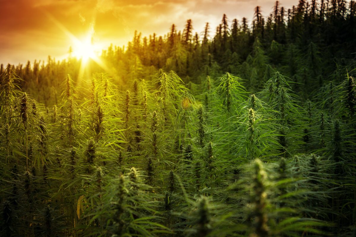 Climate_ResGrp's tweet photo. 🍃 Free Money for Maine growers, plus bigger profits with sustainability - https://t.co/fcKtqYcmCL Early Fall Climate Resources Group / Enlighten Your Grow newsletter https://t.co/qGlLNR9NLo