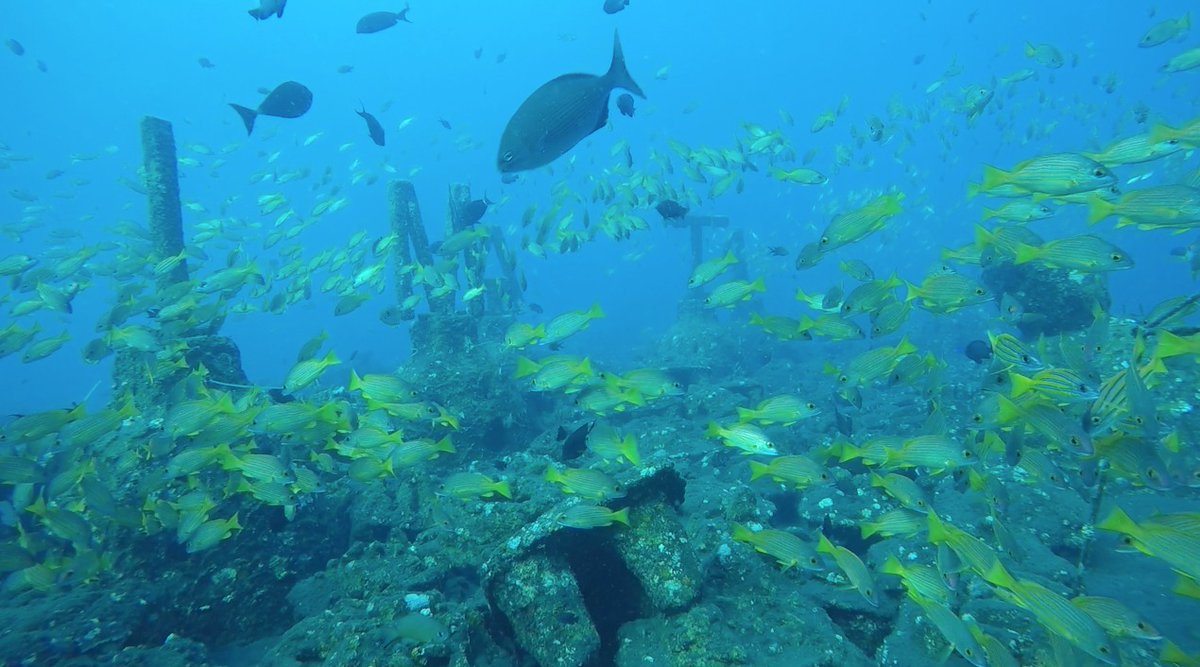 ZBoakesResearch's tweet photo. Screenshot from a recent artificial reef #RUV video. Took a while to count all of these fish. #reefmonitoring #marineresearch https://t.co/CiCQC9BvcD