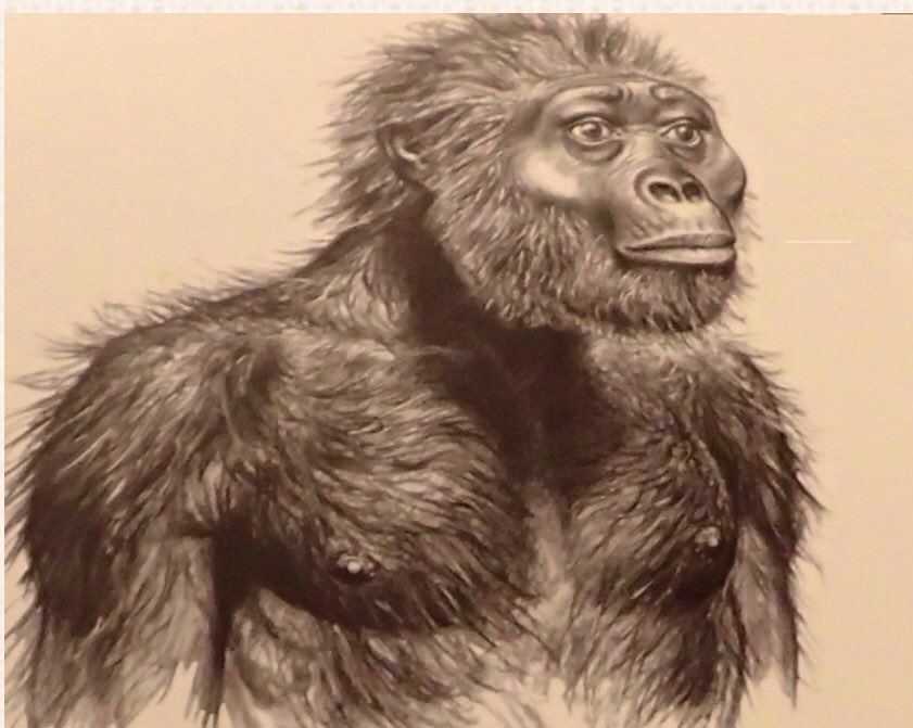 تويتر 光岡英稔 على تويتر Rt Mclaird44 最近は兎に角 進化の過程を如何に丁寧に感覚しながら動けるか 止まれるか が現場での稽古のテーマとなっている T Co Whj2qqa9ey