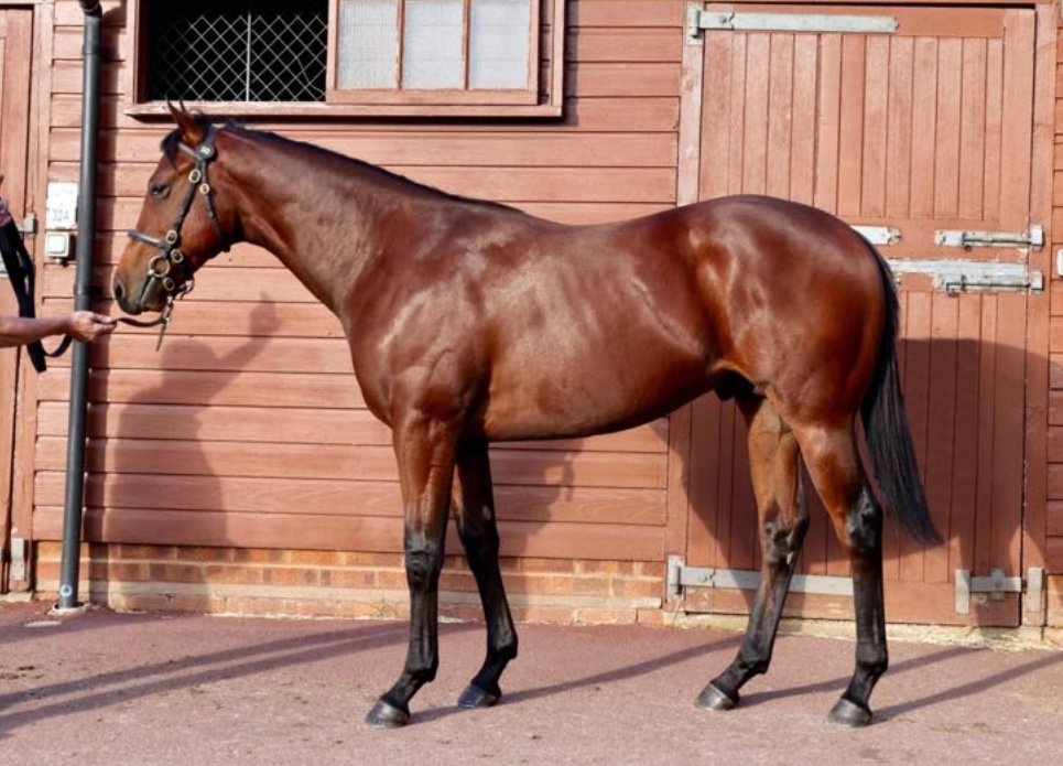 YeomanstownStud's tweet photo. Lot 50, Consigned by @BallyphilipStud @Tattersalls1766 October Book 1, an attractive colt by Dark Angel & half-brother L. placed White Lavender from the family of Harry Angel & Supremacy sells to @BlandfordBldstk for 370,000gns.
#TattsOct https://t.co/vtSWPXt8kO