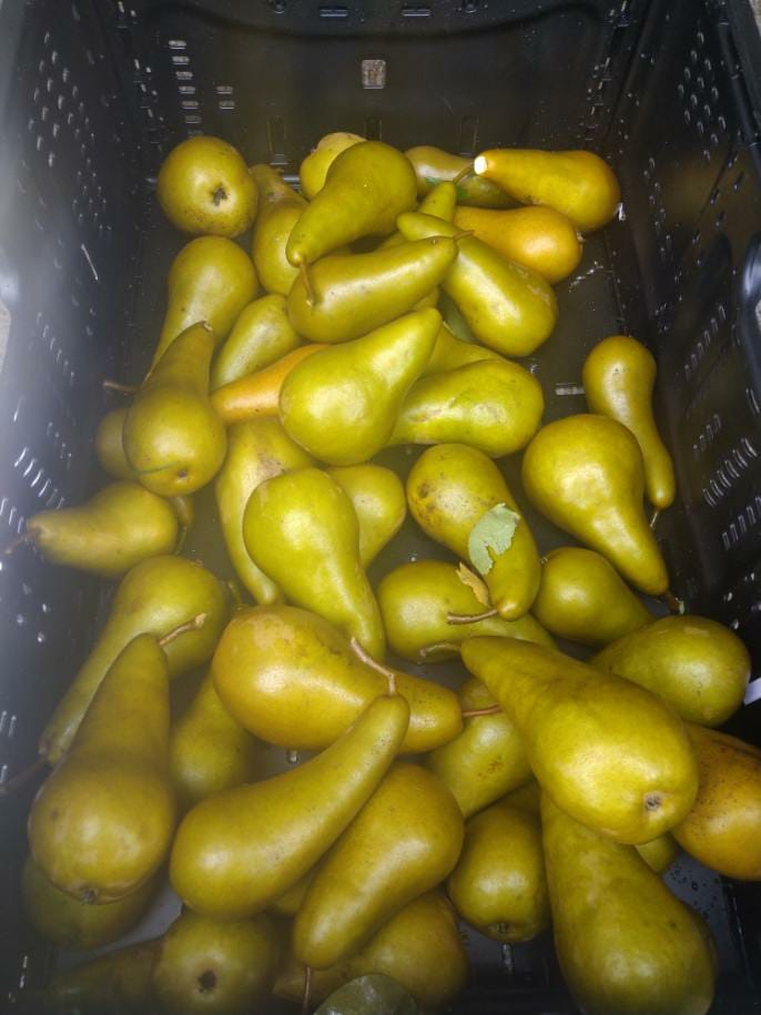 SOLAALHdF's tweet image. [JNDA 2021]
Le glanage de🍐à continuer aujourd'hui (sous🌧️) avec Le Petit Panier Solidaire et des jeunes en formation à l'@AFP2i d'Auchel (62). ➕de 100 kg de fruits glanés ! 
Bravo pour leur énergie ! 👏
#JNDA #DonAgricole @SOLAAL_ @BethuneBruay @AssoANDES