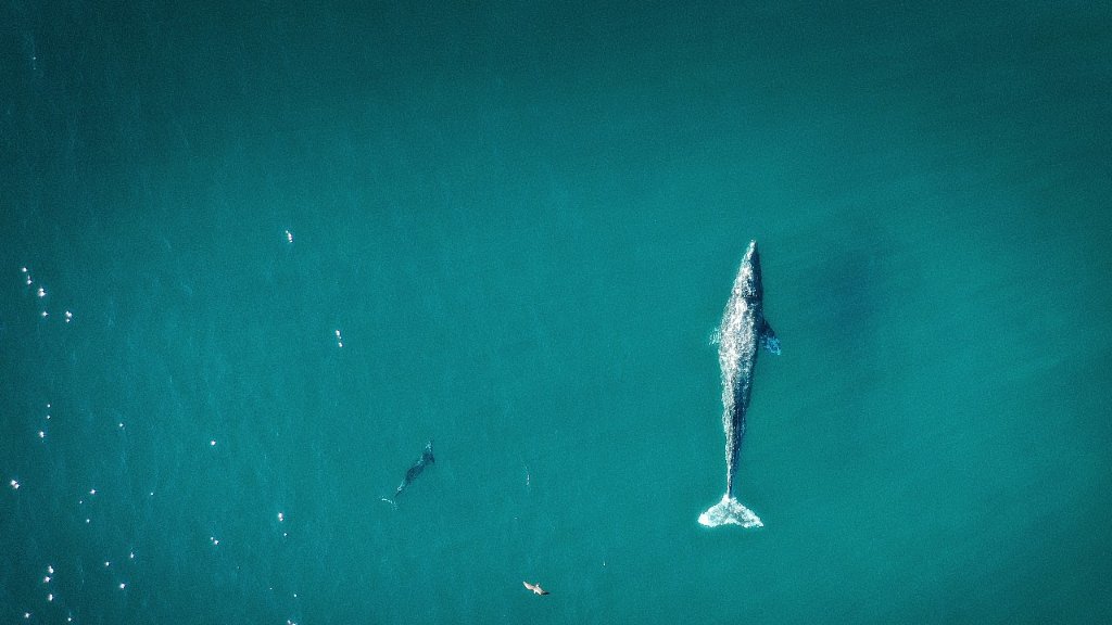 Byzaneo's tweet image. Pourquoi réduire la taille de ses conteneurs d&apos;images Docker ? Ce n&apos;est peut être pas si important à l&apos;heure des ordinateurs rapides et avec plus de ressources ? La réponse est simple : pour la performance et la sécurité ! 
#distroless #Docker #devops 
buff.ly/3Fjw8HO