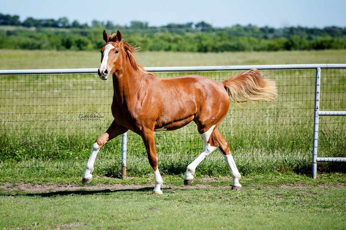 "There are many wonderful places in the world, but one of my favorite places is on the back of my horse." - Rolf Kopfle

China photographed at Black Star Sport Horses by Caitlin Demura Photography