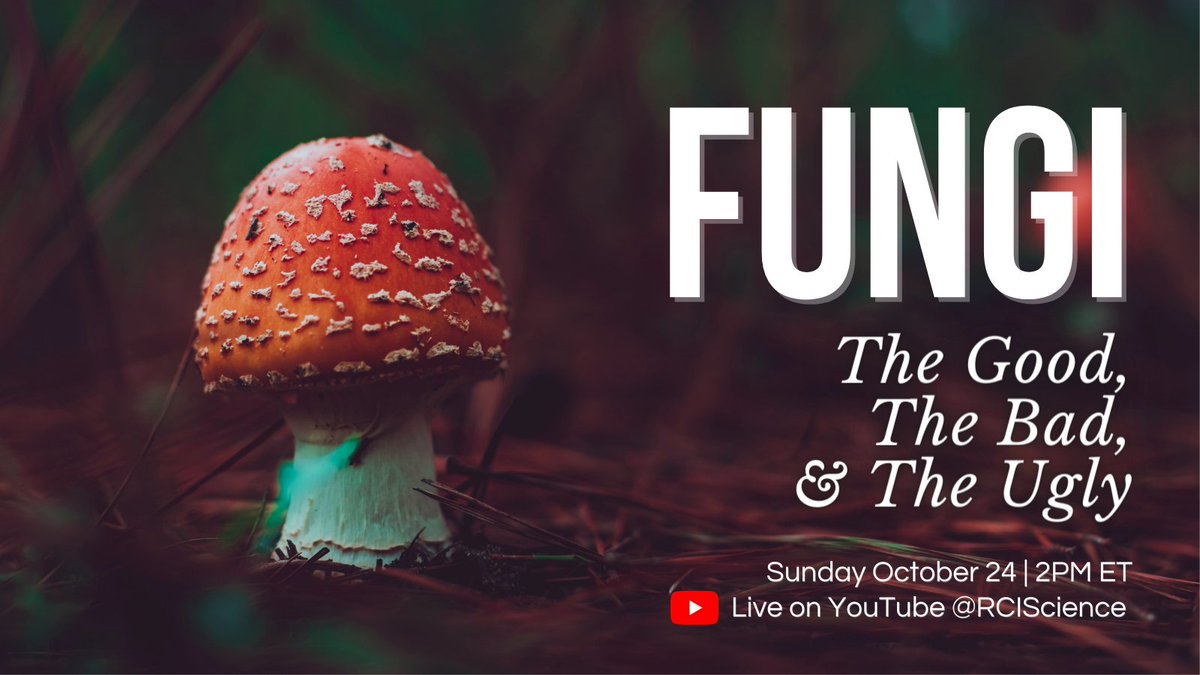 RCIScience's tweet photo. Scratch the surface of Earth’s largest organism with our first #RCITalks of the season on... 🥁🥁🥁 FUNGI 🍄 ! When it comes to this huge and varied kingdom, there’s more than meets the eye…
Join us on Sunday October 24 from 2 PM ET ➡️ https://t.co/8zz21fE5qG https://t.co/X0pxqTNTrD
