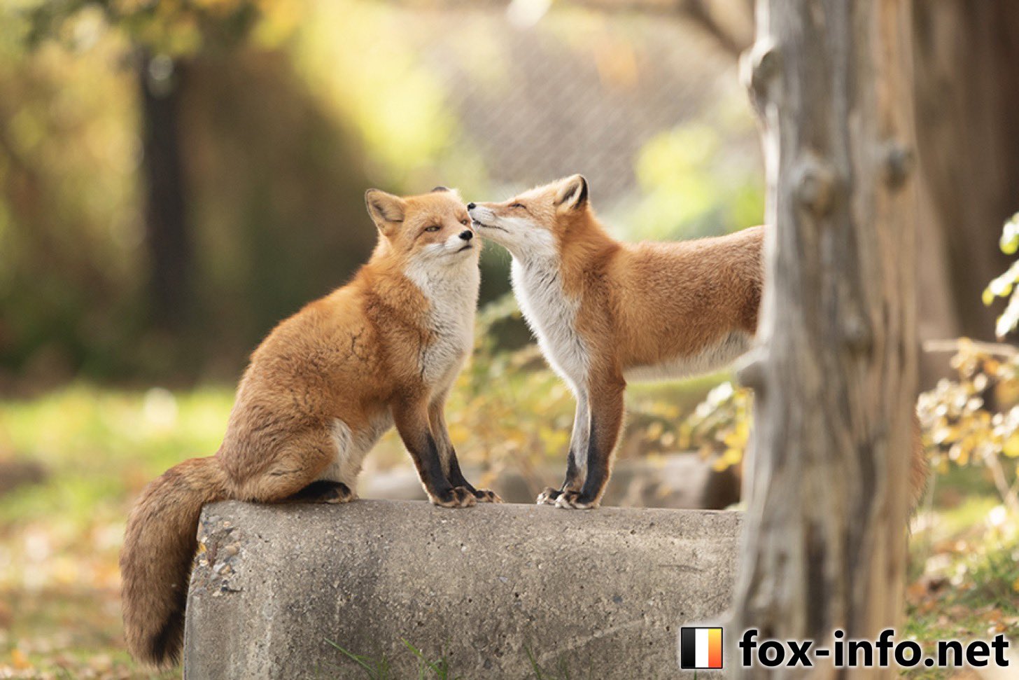 キツネ写真館@キツネ飼養中 on X: キツネ写真館@キツネ飼養中 on X: