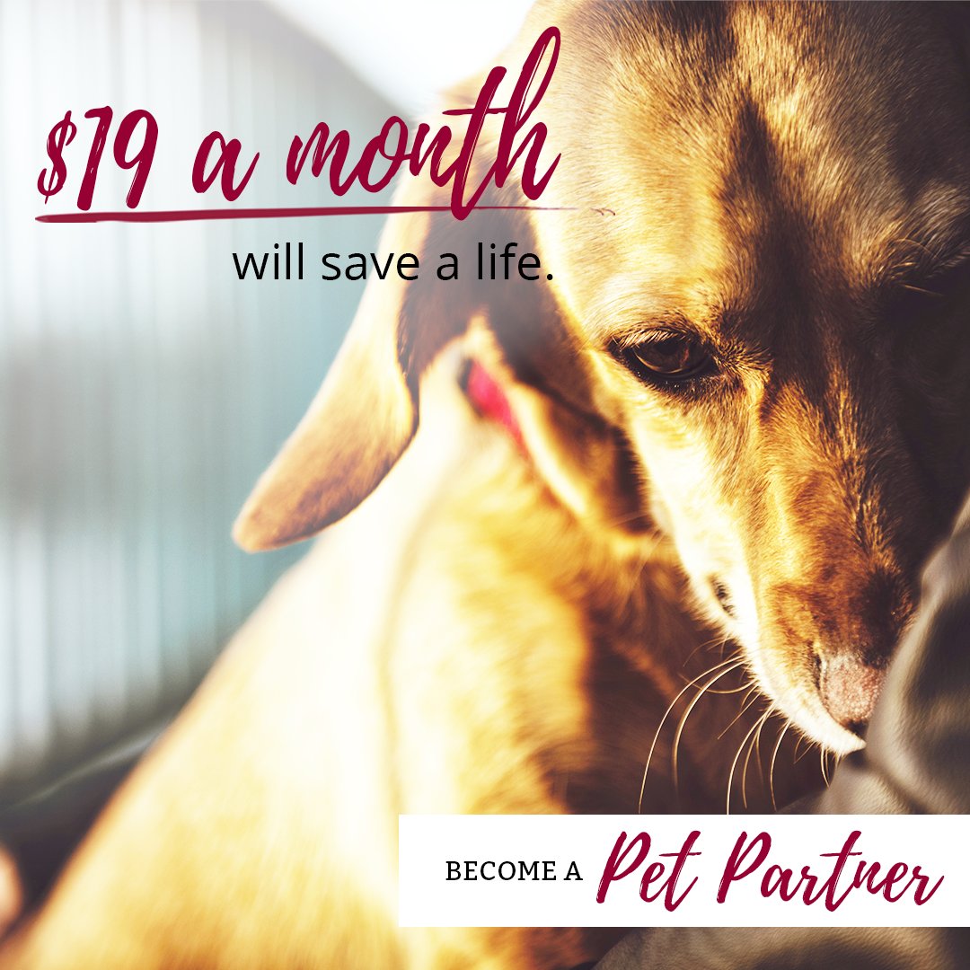 HumaneTampaBay's tweet photo. Pets give us so much, can you spare $19 a month for them? ππΎ Become a Pet Partner: https://t.co/dyvimzDvWK
#PetPartner #givemonthly #savealife #WeAreHSTB #AdoptDontShop #EveryLifeCounts https://t.co/I6XcutvPis