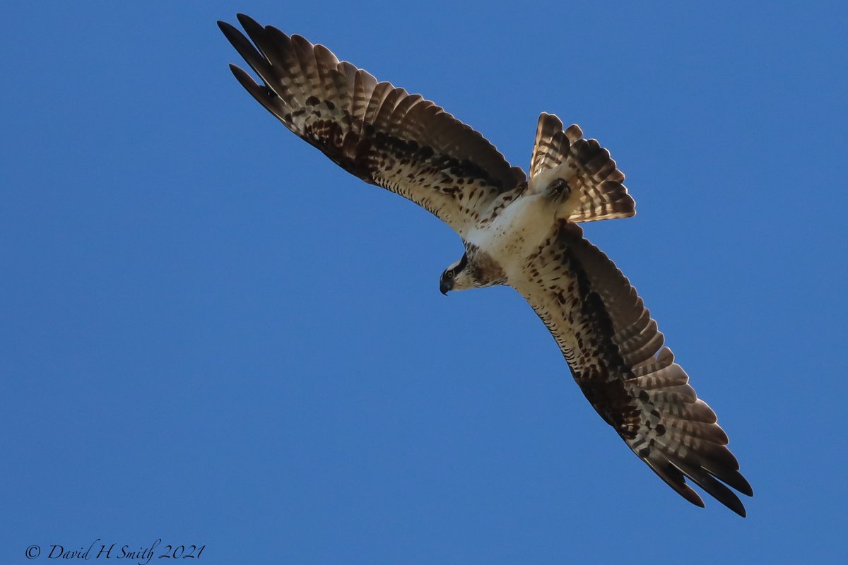 One of 3 Ospreys flying together over Salinas del Duque, Punta del Moral, Spain.
#birdphotography #birdwatching #BirdsSeenIn2021 #nature #NaturePhotography #TwitterNatureCommunity #osprey <a href="/alanthetortoise/">Martin Swannell</a> <a href="/laughtonbob/">Bob Laughton</a> @RobLaughton82