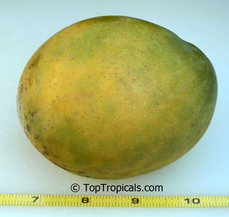 toptropicals's tweet photo. #Mangifera indica - Carrie #Mango has absolutely no fiber and extremely rich in flavor, sweet, aromatic and a pure pleasure to eat. Its compact size makes it an excellent #dooryardtree that requires minimal care.
https://t.co/l2Un3TFULh
#exoticfruit
#fruitingtrees
#TuesdayTreat https://t.co/7VQMix3p4H