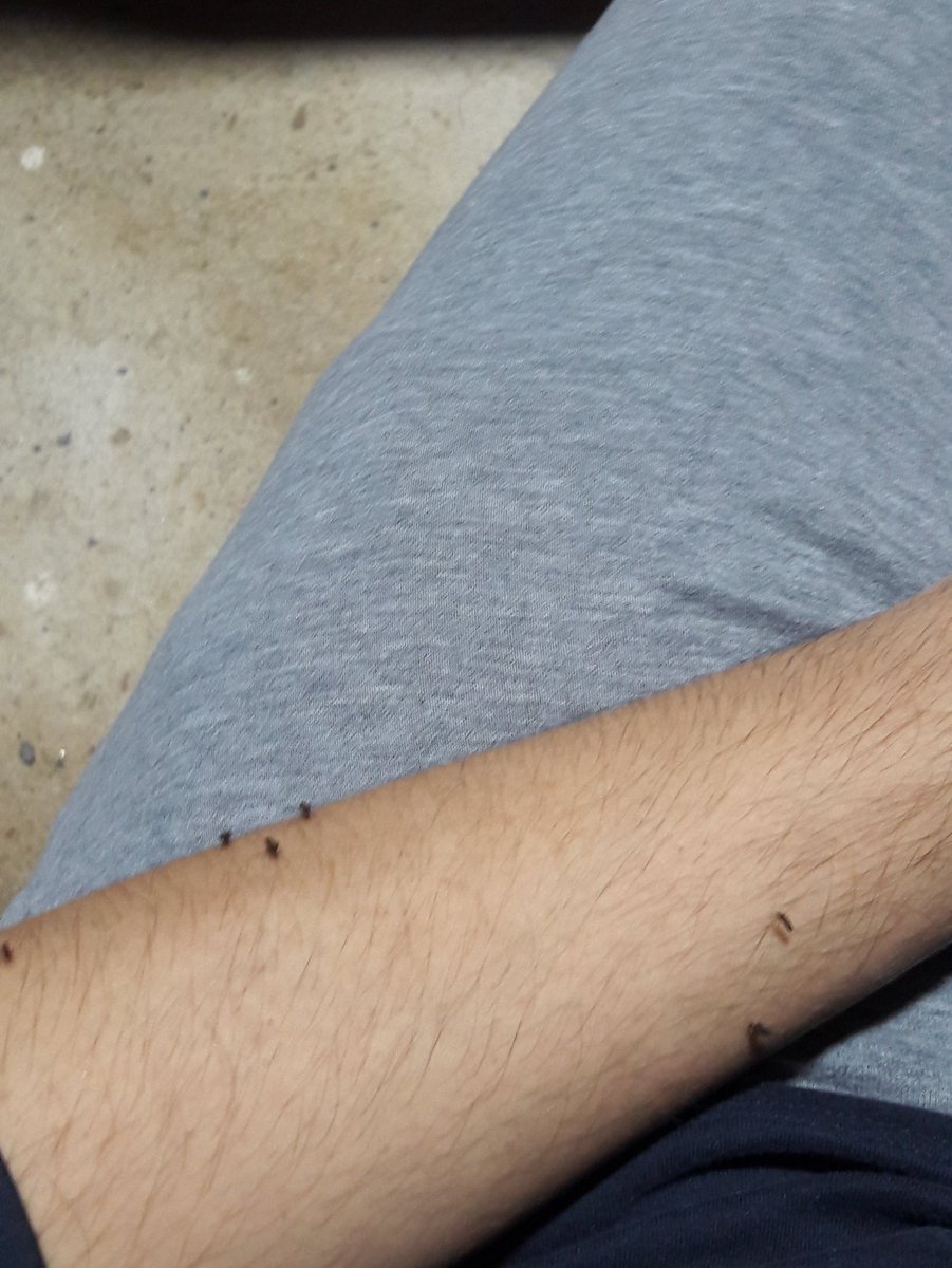 IzzraifHarz's tweet photo. Celaka punya nyamuk sekali dine-in bawak member 😭 https://t.co/sq89C0zHOO