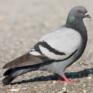 LindaMisstress's tweet photo. Jamais une journée à moin de 300e ,FINDOM😍 Pigeons imbécile insignifiant 😂😂😂🥕 https://t.co/1KwgPVsKSx