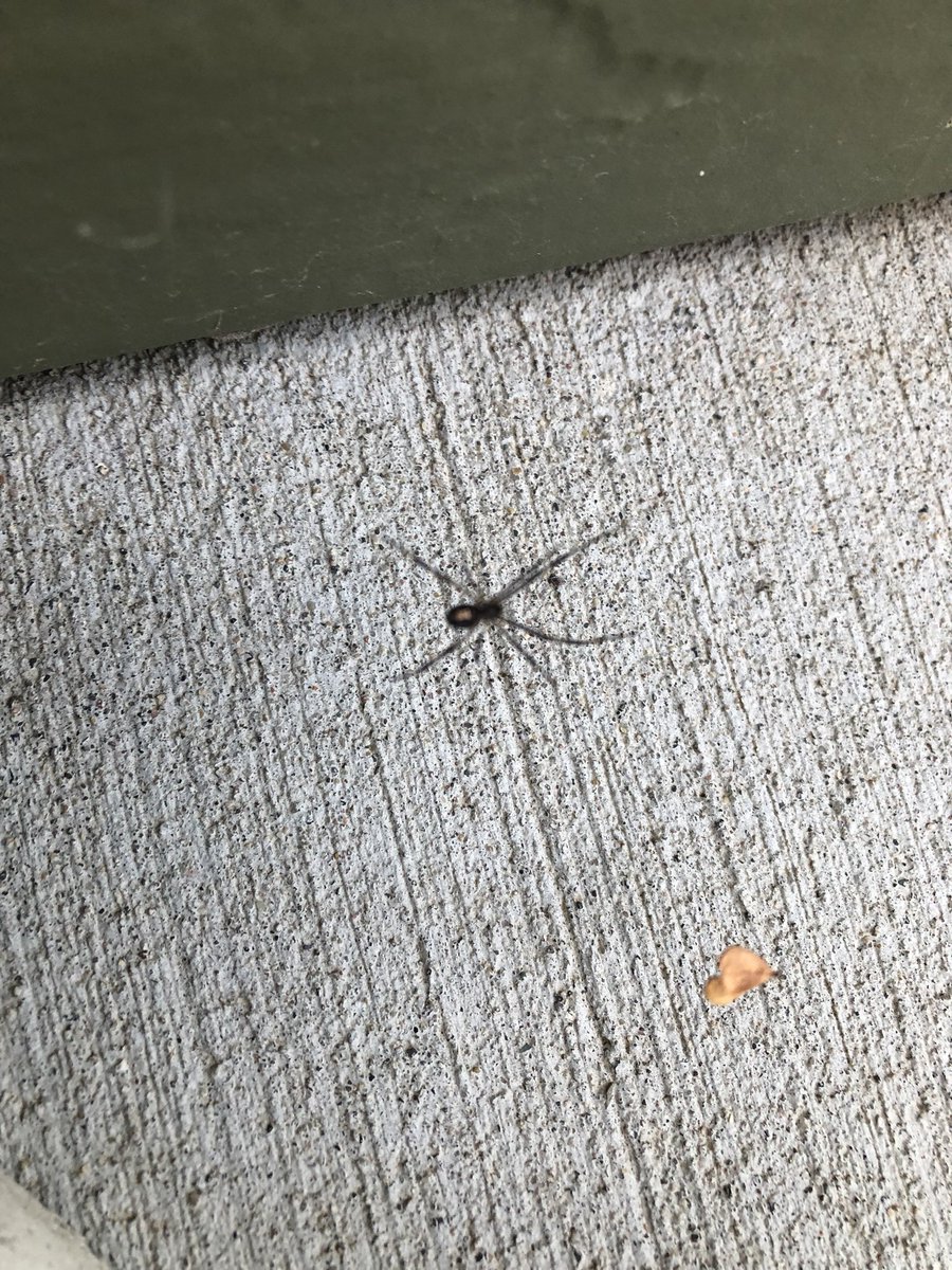 meatheadreader's tweet image. Is this a black widow? #insecttwitter #biologytwitter #spider #spiders