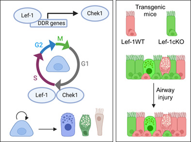 StemCellsJournl's tweet photo. Lef‐1 controls cell cycle progression in airway basal cells to regulate proliferation and differentiation

#CellCycle #Differentiation #DnaDamageResponse #Lef1 #Proliferation #SelfRenewal #StemCells

 https://t.co/ohn9xPoAVk https://t.co/TBPPwqXMTv
