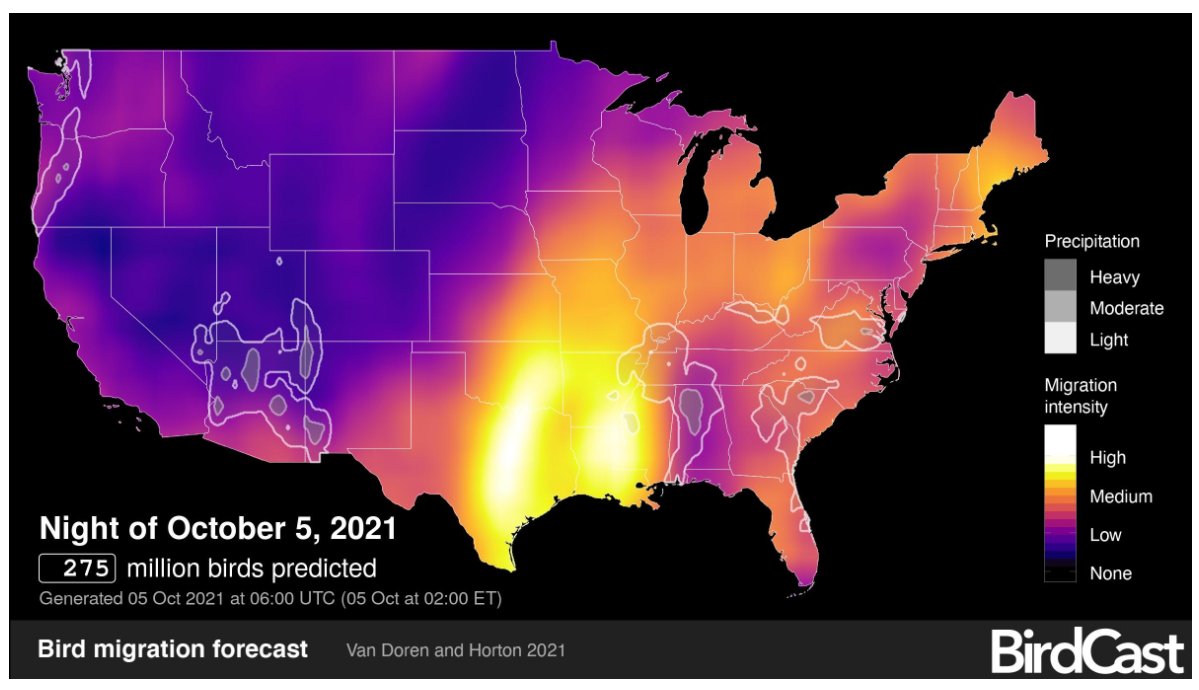 Geospatial Education at Penn State (@pennstategis) on Twitter photo According to BirdCast (with data from <a href="/CornellBirds/">Cornell Lab</a> & <a href="/ColoradoStateU/">Colorado State University</a>), 275 million (!) birds will migrate through the US tonight. Consider turning off non-essential lights tonight to help the birds on their long journeys! Go to birdcast.info for more cool maps & info! According to BirdCast (with data from <a href="/CornellBirds/">Cornell Lab</a> & <a href="/ColoradoStateU/">Colorado State University</a>), 275 million (!) birds will migrate through the US tonight. Consider turning off non-essential lights tonight to help the birds on their long journeys! Go to birdcast.info for more cool maps & info!