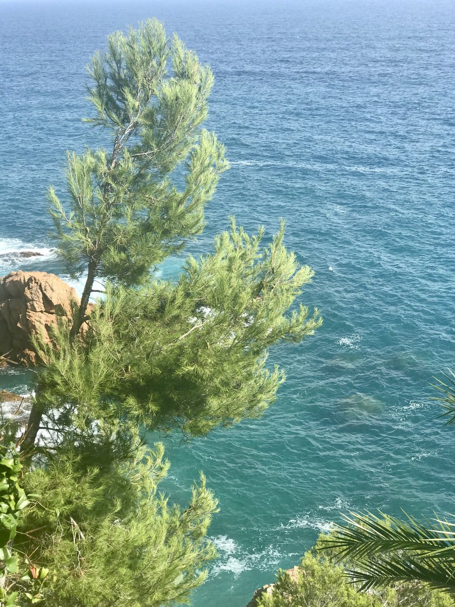 M_Rius_'s tweet photo. After an 8 year research journey with amazing students at @UoS_OES @OES_MBERG @NOCnews, I am really excited to announce that I’ve just started a research only position at @ceabcsic. Stay tuned for new opportunities &amp; get in touch if interested in developing your research here☀️🤿 https://t.co/UtsmEqxaNu