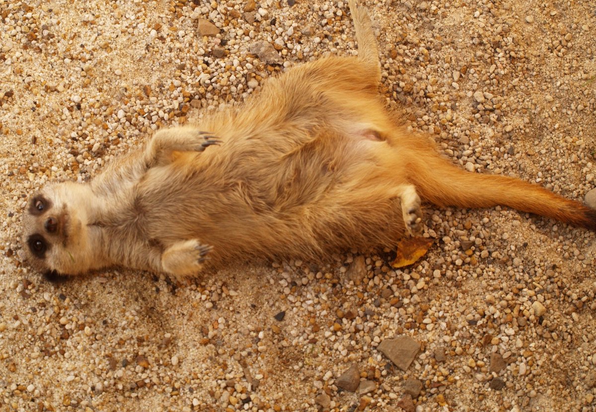 Dundee&Angus College (@dundee_angus) on Twitter photo You'd better lie down cos' we've got great news! The UK's only #ZooKeeper course is taking bookings for January 2022. If you love animals don't miss this! <a href="/CamperdownWild/">Camperdown Wildlife</a> dundeeandangus.ac.uk/courses/ctabwf… You'd better lie down cos' we've got great news! The UK's only #ZooKeeper course is taking bookings for January 2022. If you love animals don't miss this! <a href="/CamperdownWild/">Camperdown Wildlife</a> dundeeandangus.ac.uk/courses/ctabwf…