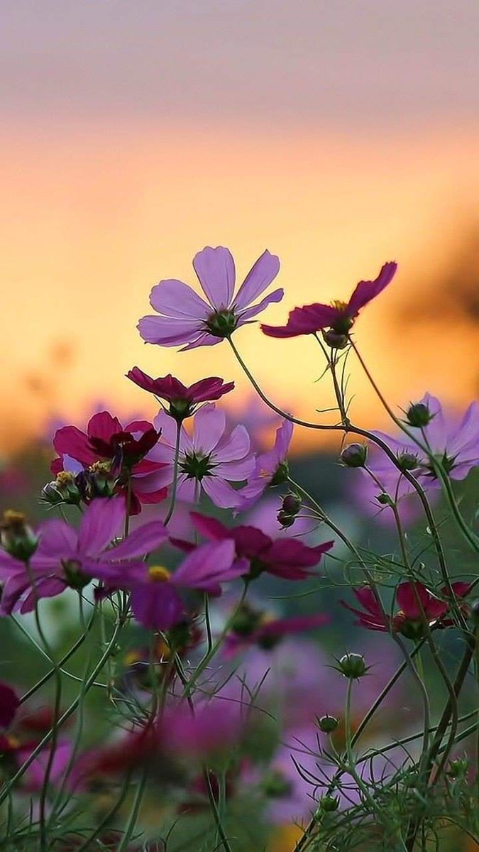Bir seviyi anlamak

bir yaşam harcamaktır,

harcayacaksın...♡

***

________ö.a.