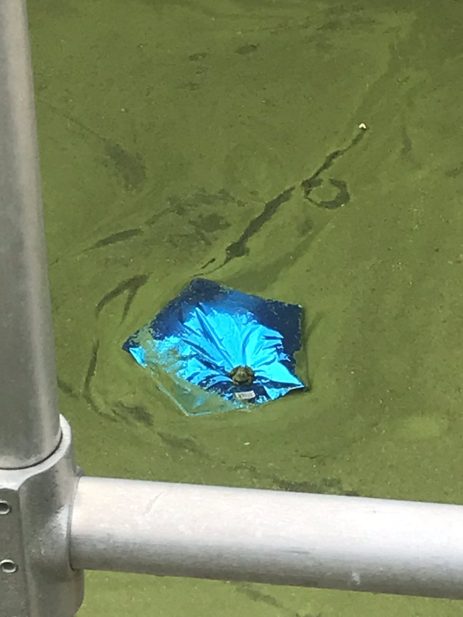 SuptTMcCormick's tweet photo. Every day is interesting in my job. This is a frog… sitting on a mylar balloon… in the middle of algae… in a tank at our wastewater facility at school. 🐸 😊 https://t.co/c1uJievDiP