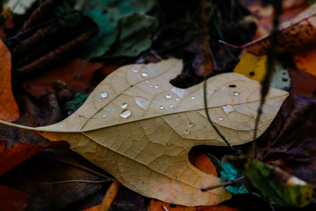 Squeaky_Photos's tweet photo. @meshna Waiting for our leaves to change still (they're barely yellow), but here's some favorites from last year!! https://t.co/lAFkapAJgz
